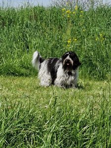 Schapendoes Marmeduke-Foofur van de Roeskebeer